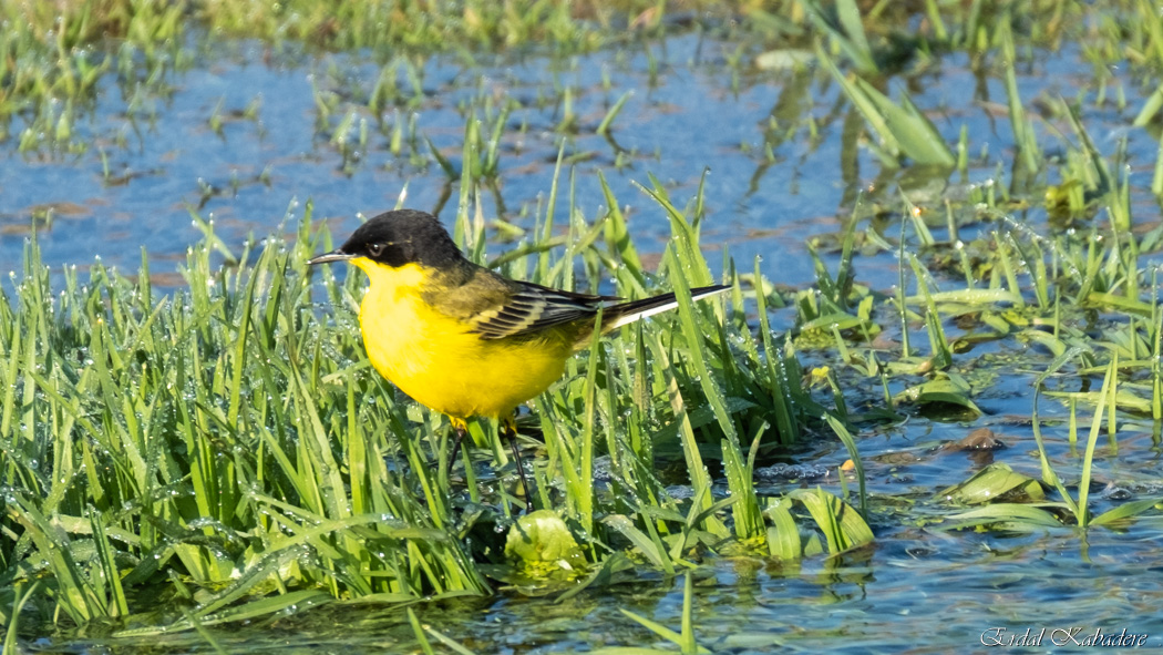 Western Yellow Wagtail