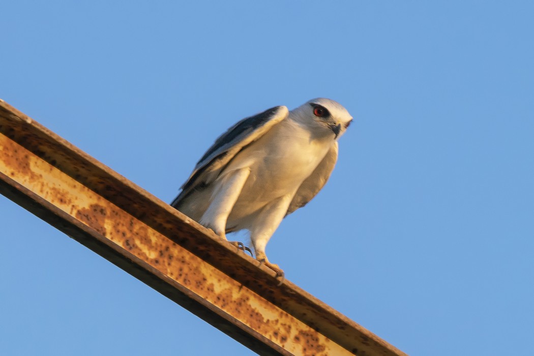 Black-winged Kite