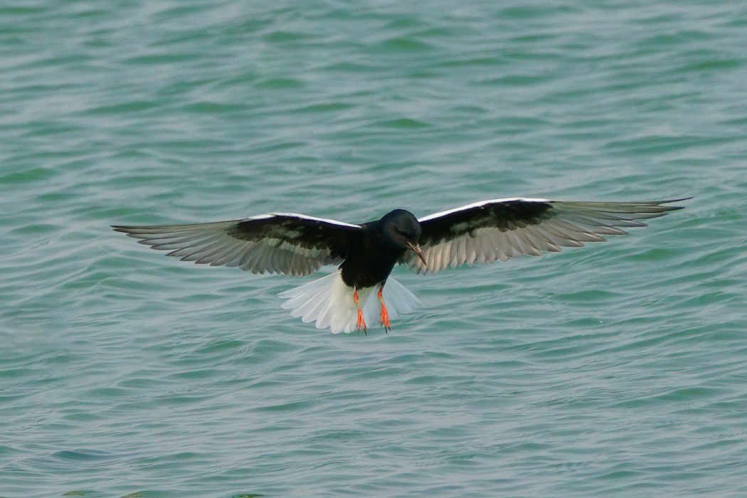White-winged Tern