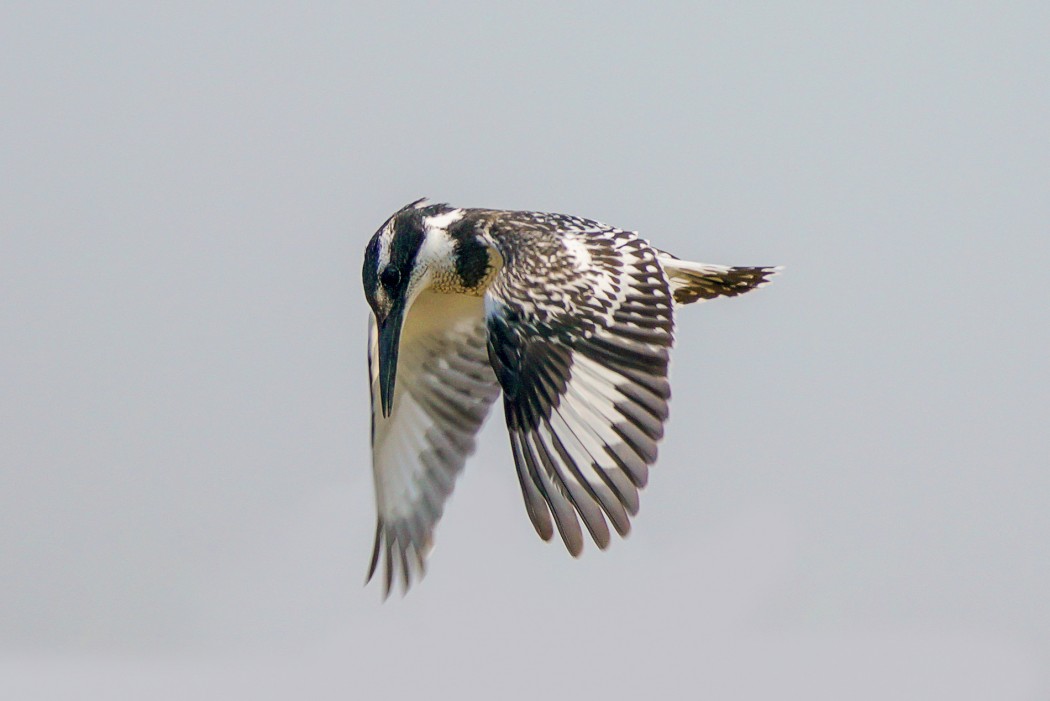 Pied Kingfisher