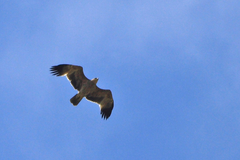 Eastern Imperial Eagle