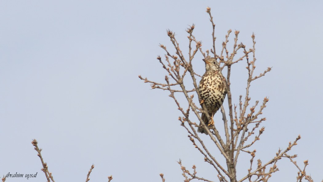 Mistle Thrush