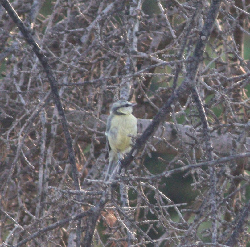 Eurasian Blue Tit