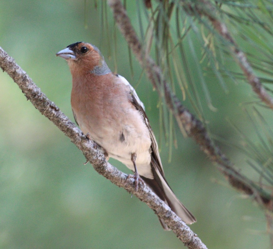 Common Chaffinch