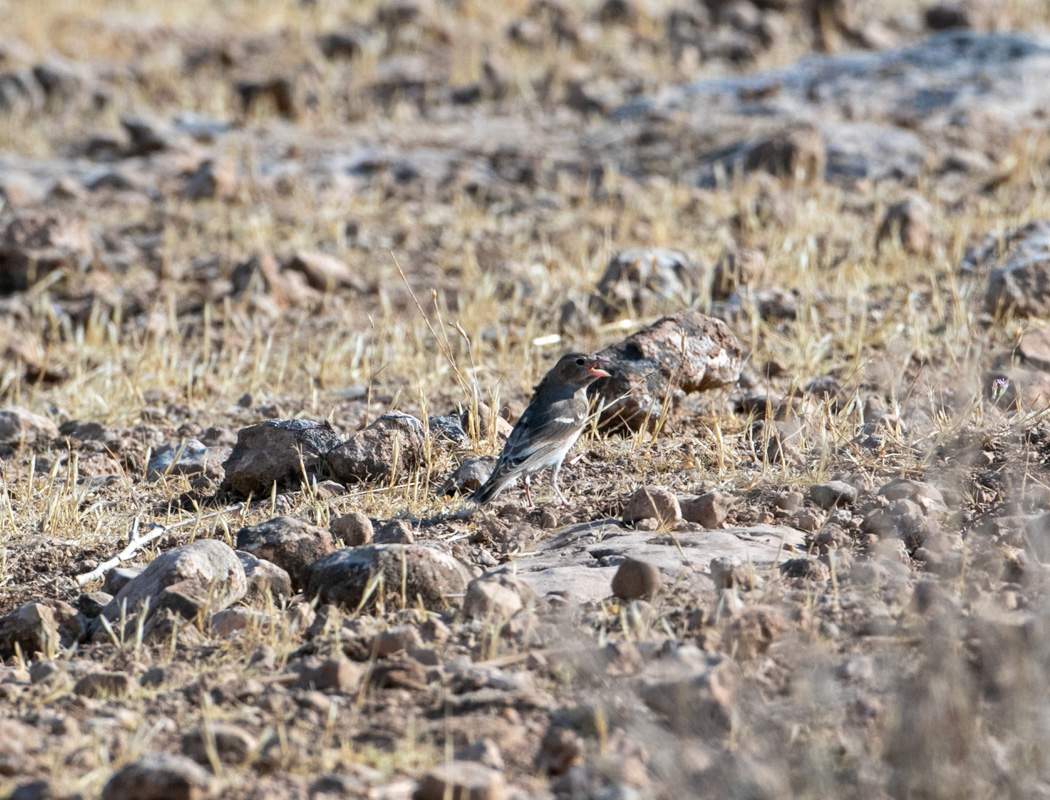 Pale Rockfinch