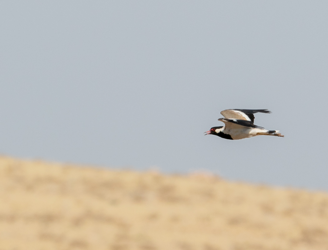 Red-wattled Lapwing