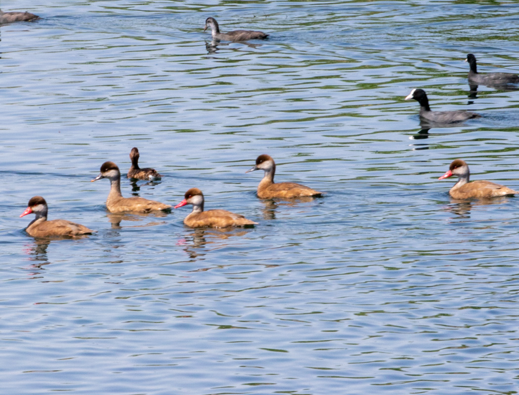 Red-crested Pochard