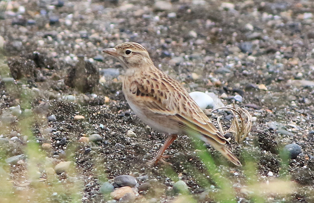 Greater Short-toed Lark