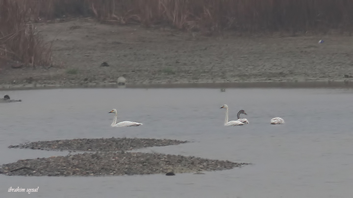 Tundra Swan
