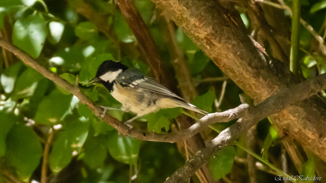 Coal Tit