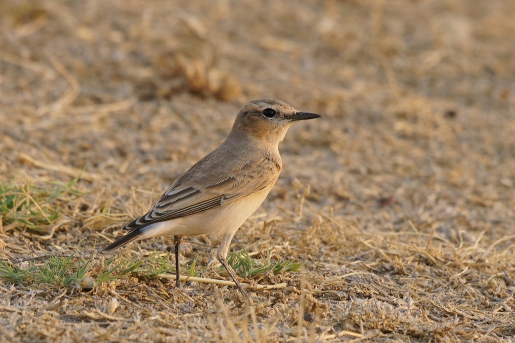 Isabelline Wheatear