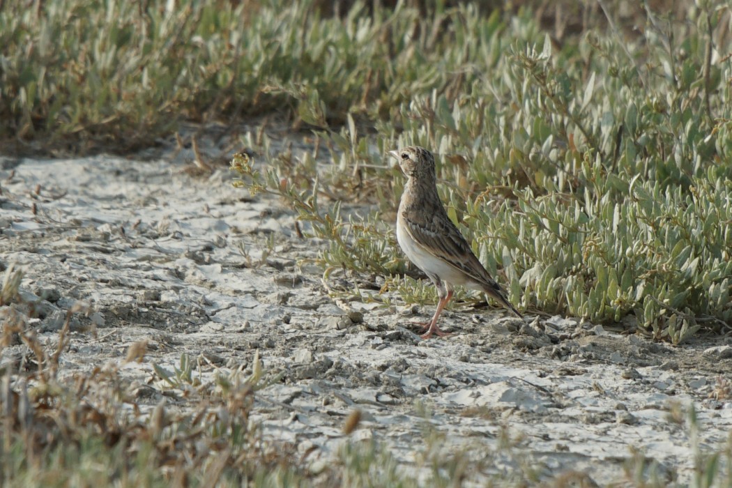 Greater Short-toed Lark