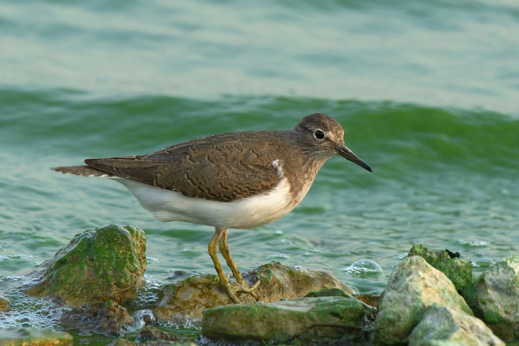 Common Sandpiper