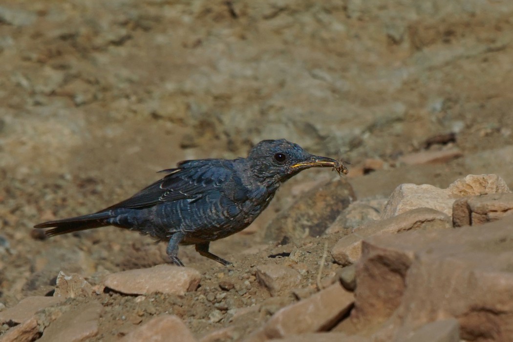 Blue Rock Thrush