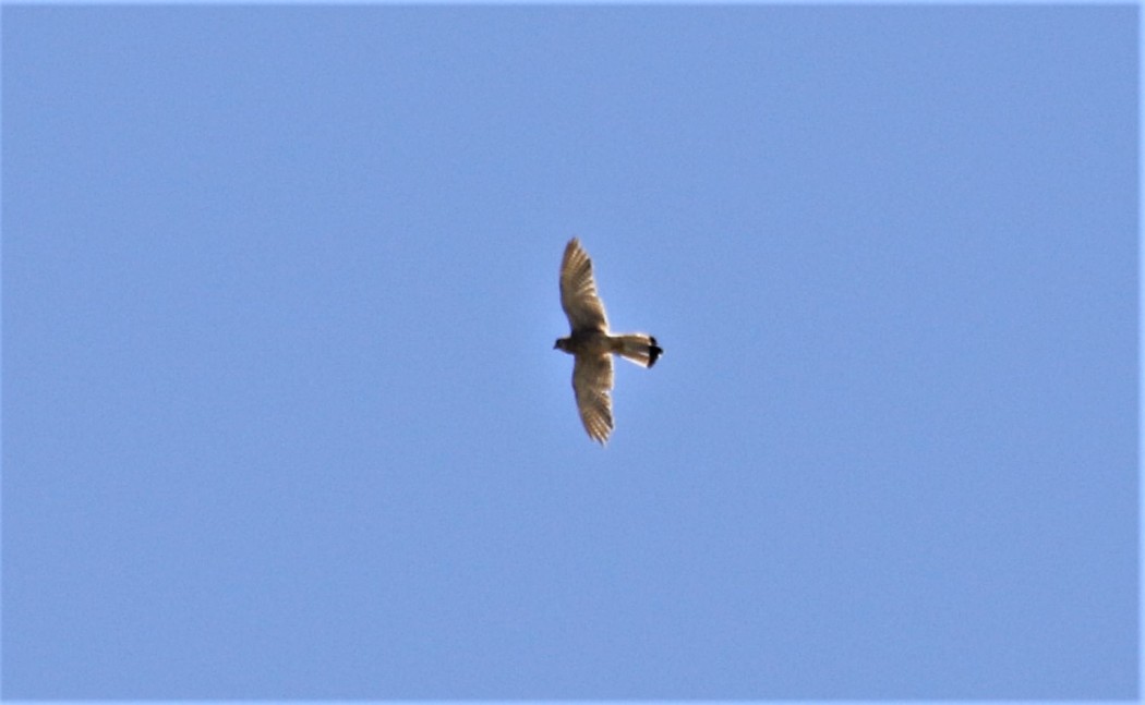 Common Kestrel