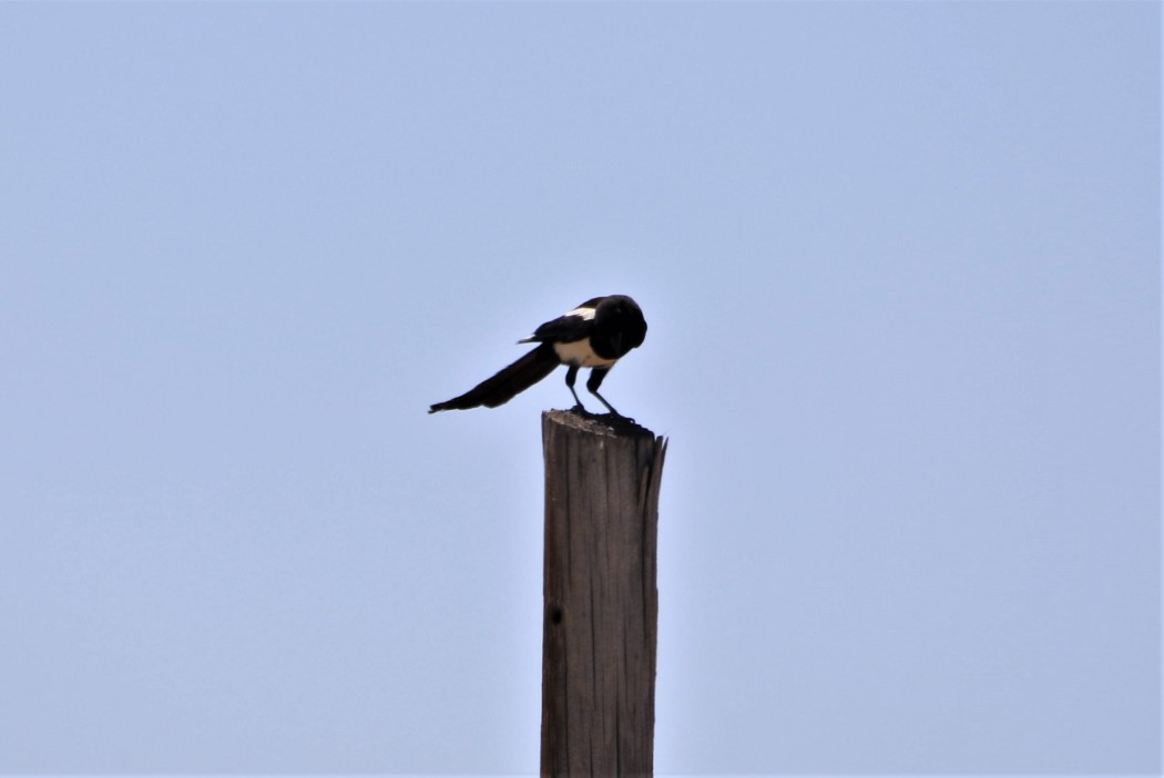 Eurasian Magpie
