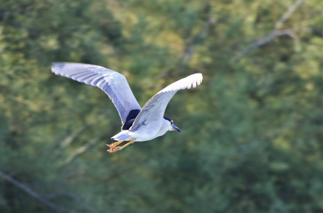 Black-crowned Night Heron