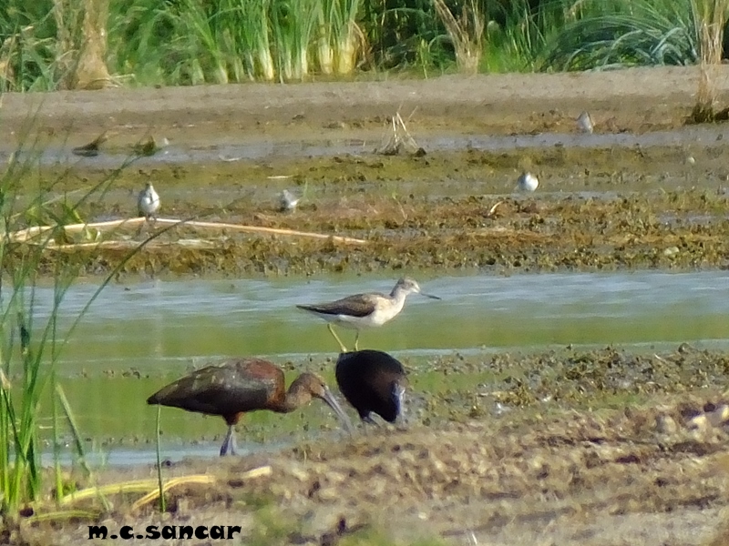 Common Greenshank