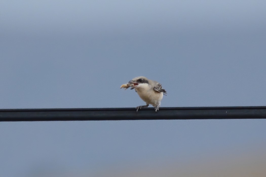 Lesser Grey Shrike