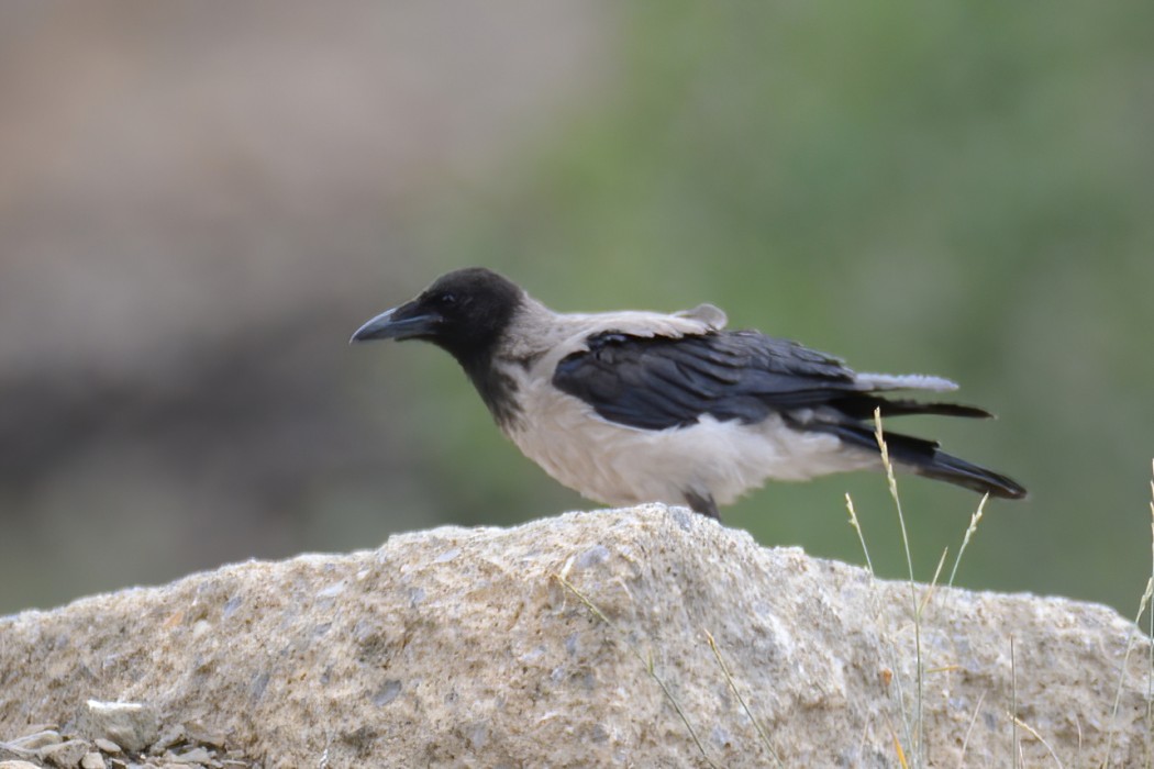 Hooded Crow