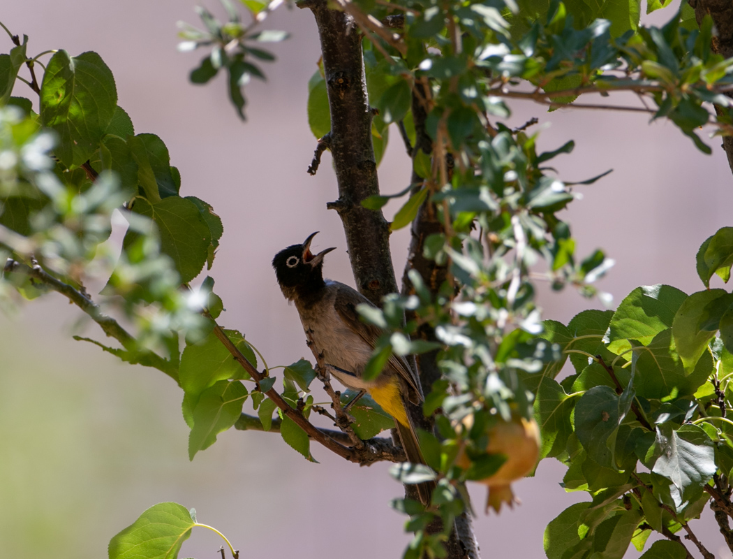 White-spectacled Bulbul