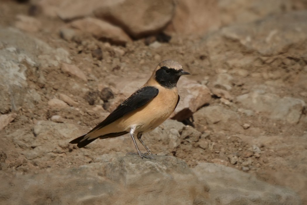Black-eared Wheatear