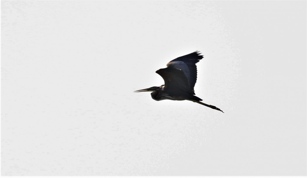 Purple Heron