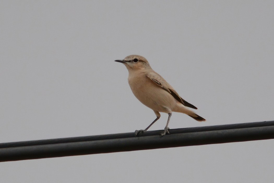 Isabelline Wheatear