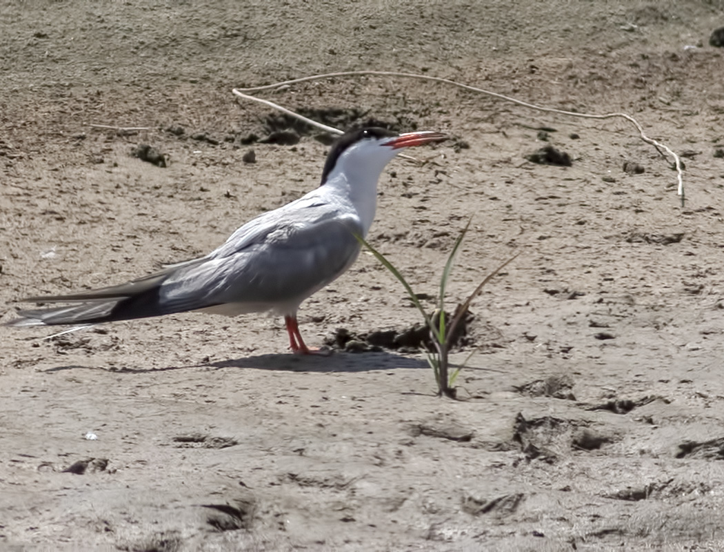 Common Tern