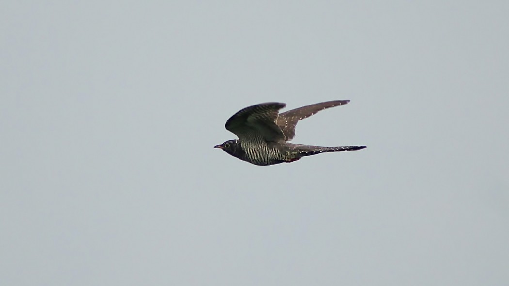 Common Cuckoo