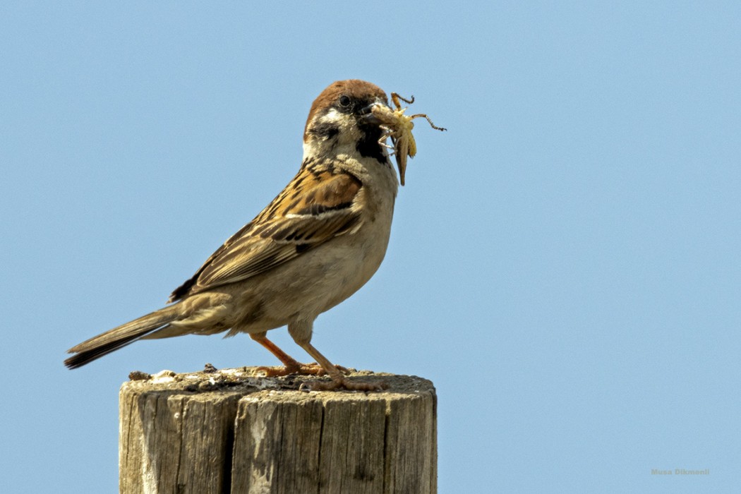 Eurasian Tree Sparrow