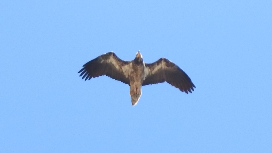 Egyptian Vulture