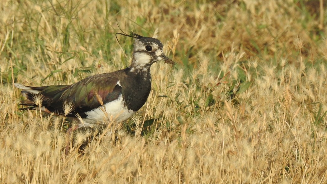 Northern Lapwing