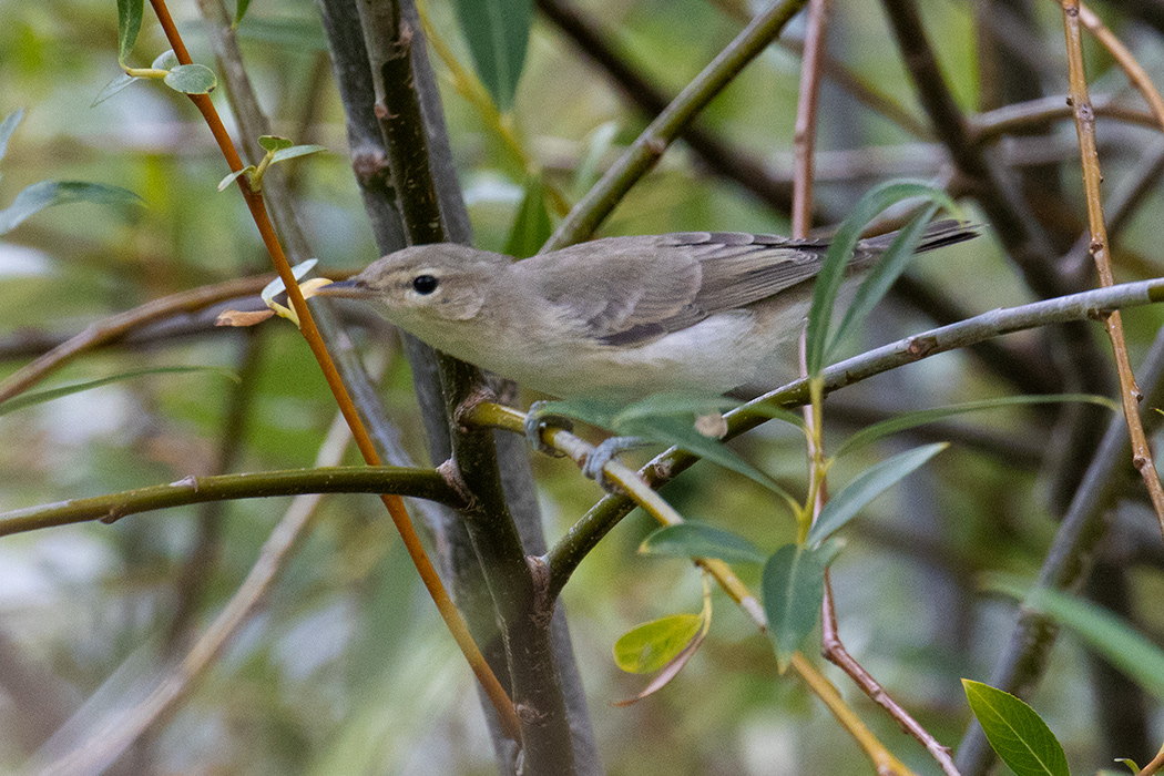 Eastern Olivaceous Warbler