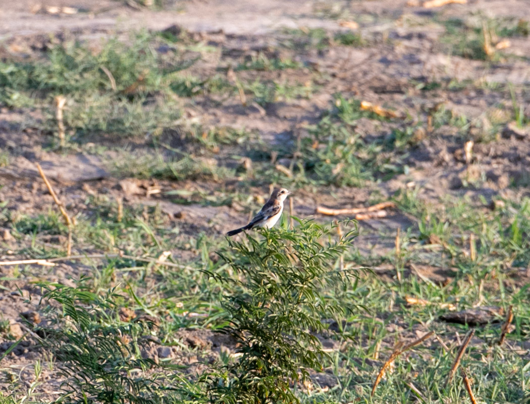 Masked Shrike