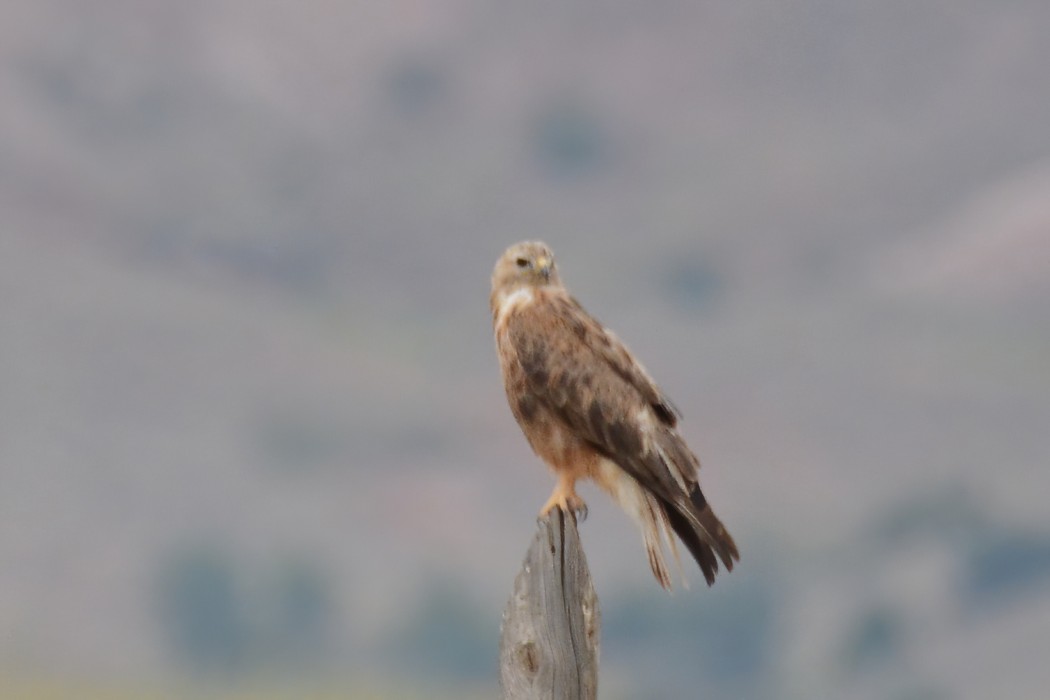 Long-legged Buzzard