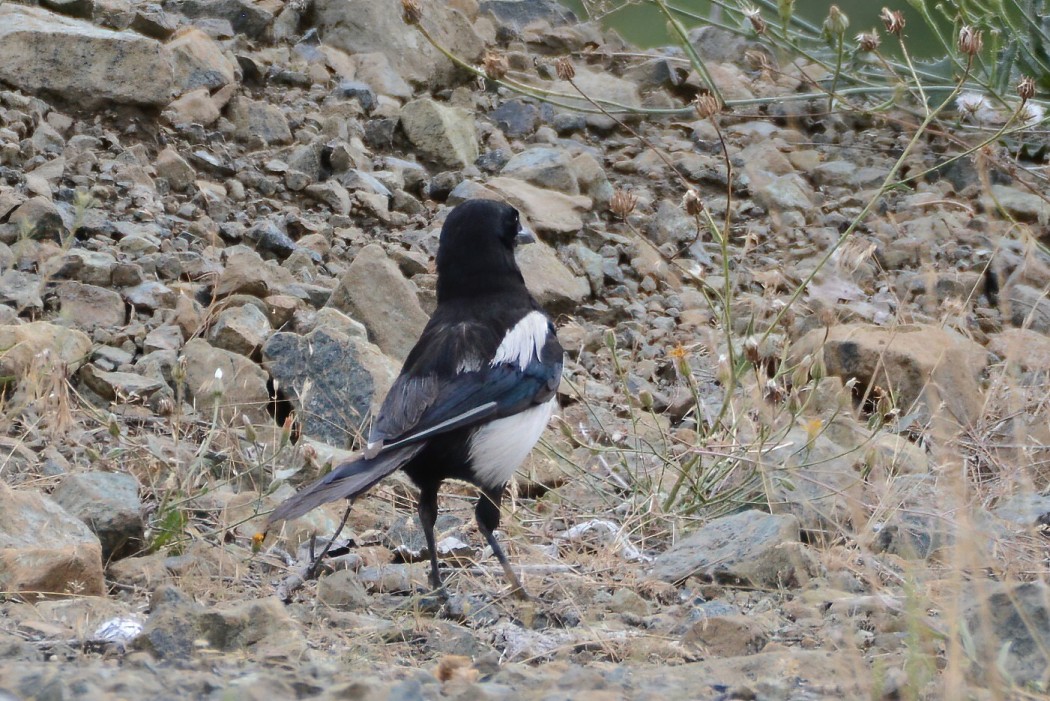 Eurasian Magpie