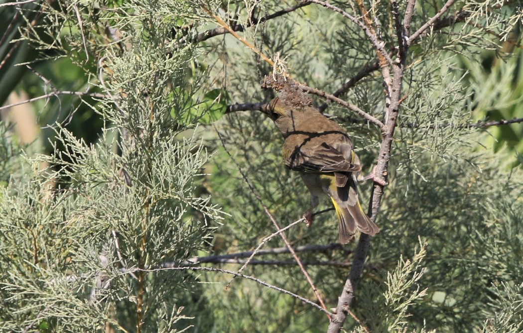 European Greenfinch