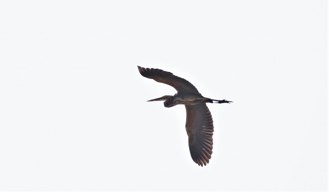 Purple Heron