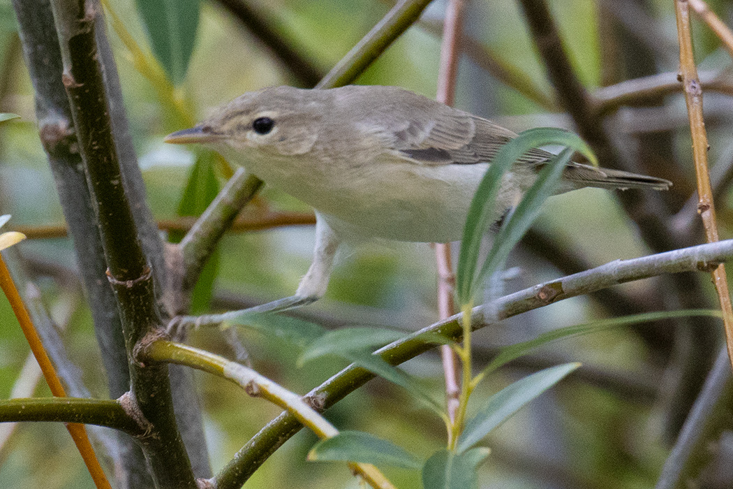 Eastern Olivaceous Warbler