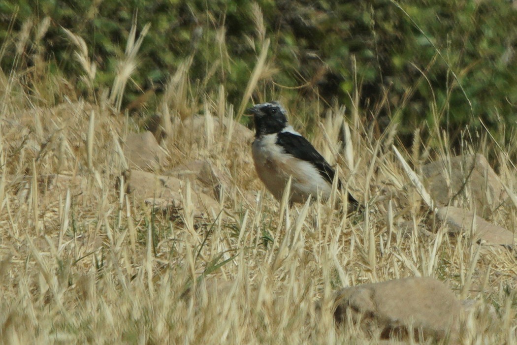 Finsch`s Wheatear