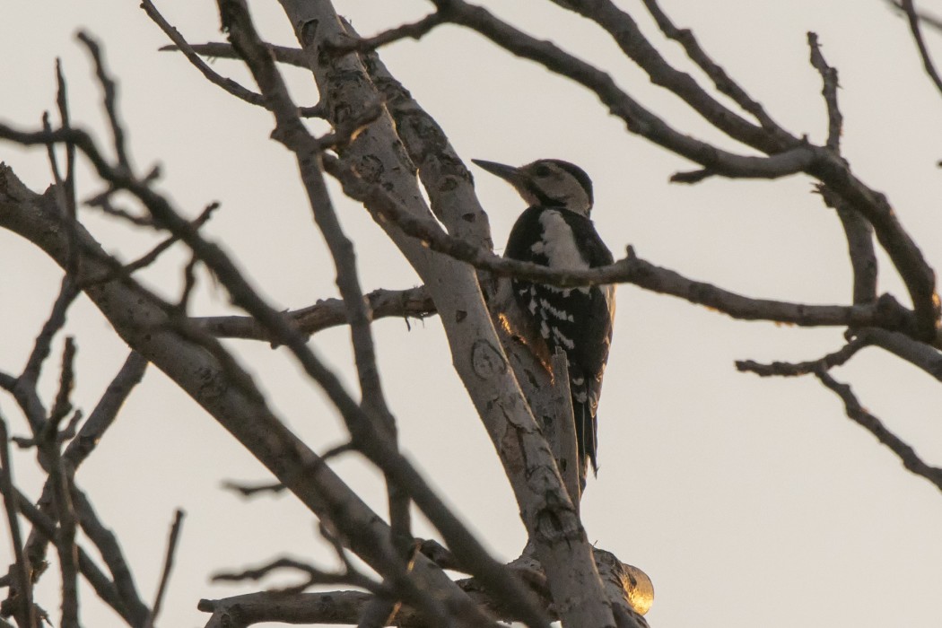 Syrian Woodpecker