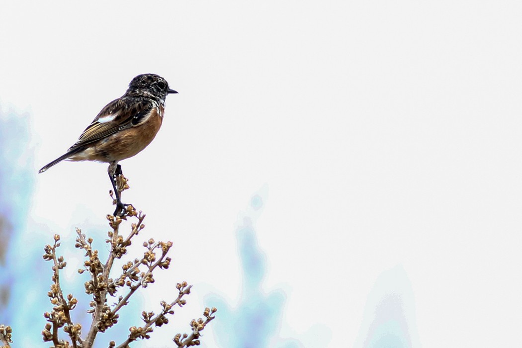 European Stonechat