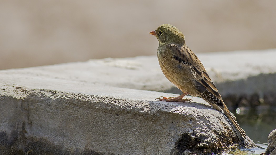 Ortolan Bunting