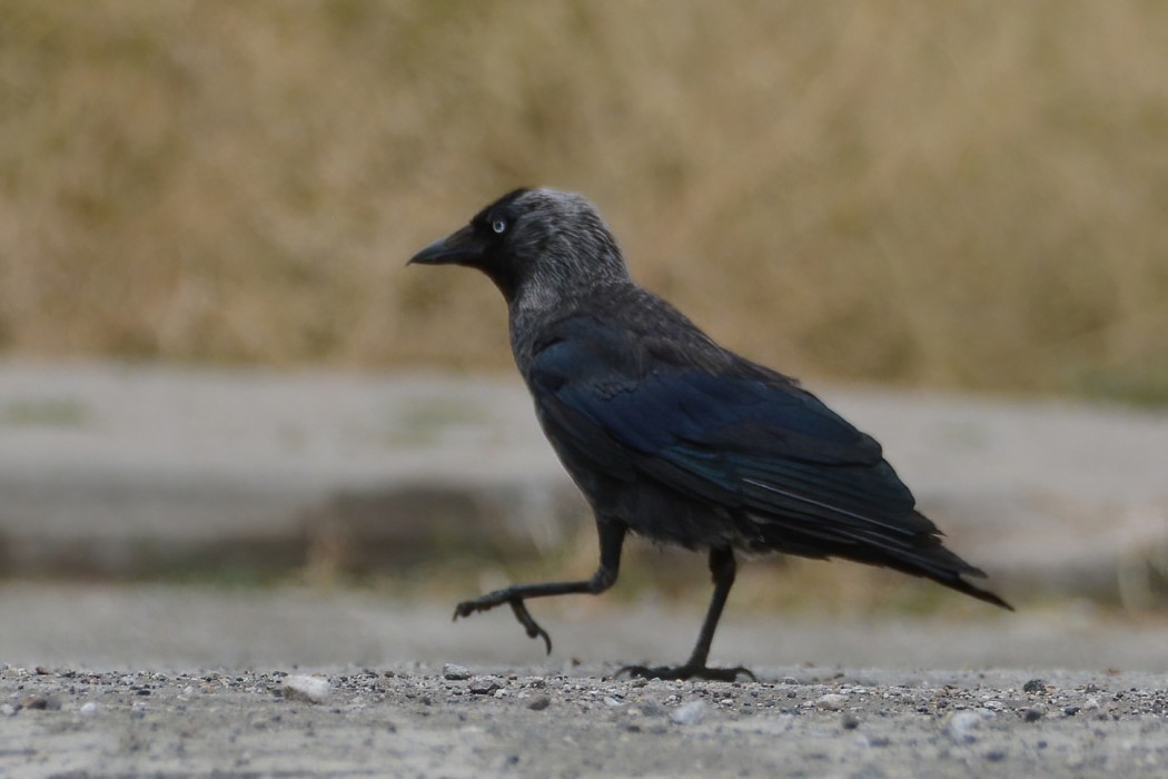 Western Jackdaw