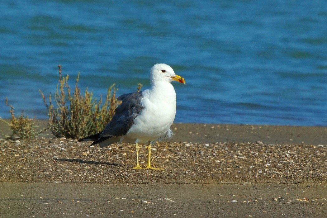 Armenian Gull