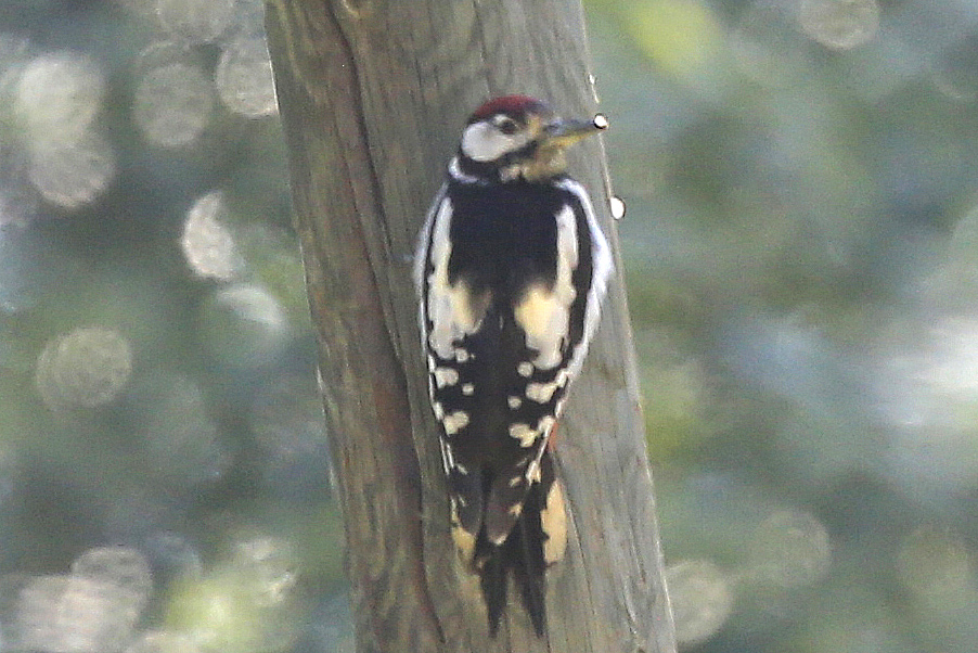 Great Spotted Woodpecker