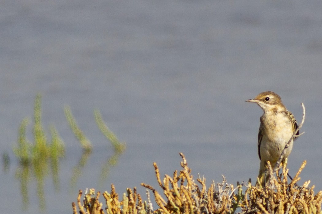 Western Yellow Wagtail