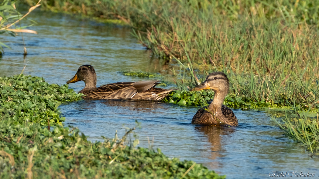 Mallard