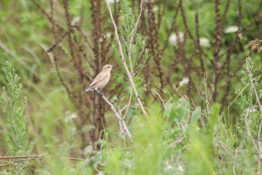 Isabelline Wheatear